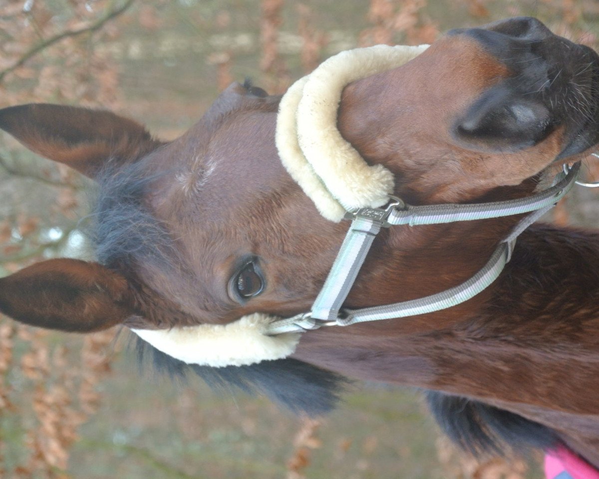 broodmare Icogina 2 (Hanoverian, 2006, from DE 331310000001)