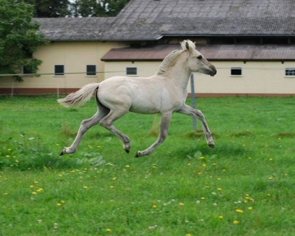 Pferd Emma (Fjordpferd, 2016, von Ilmar)