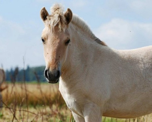 Pferd Mia (Fjordpferd, 2016, von Ilmar)