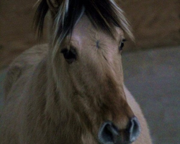 horse Ikasir (Fjord Horse, 2015, from Ilmar)