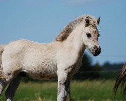 horse Ignaz (Fjord Horse, 2016, from Ilmar)