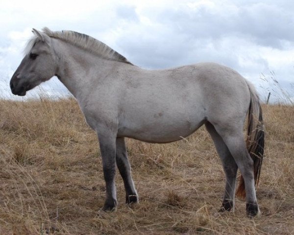 horse Lotte (Fjord Horse, 2017, from Ilmar)