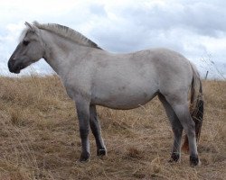 Pferd Lotte (Fjordpferd, 2017, von Ilmar)