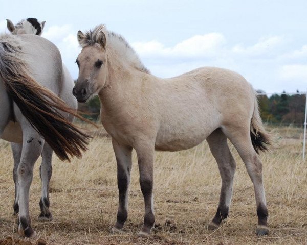 horse Lorine (Fjord Horse, 2018, from Ilmar)