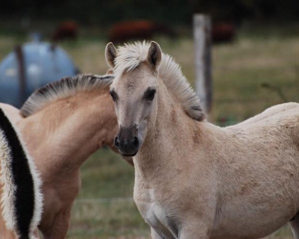 horse Ivar (Fjord Horse, 2018, from Ilmar)