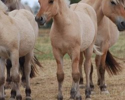 horse Inyan (Fjord Horse, 2018, from Ilmar)