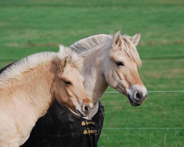 horse Ives (Fjord Horse, 2019, from Ilmar)