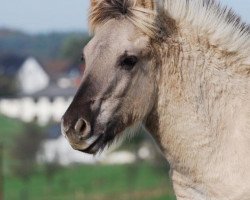 Pferd Illen (Fjordpferd, 2019, von Ilmar)