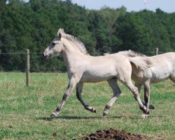 horse Iljar (Fjord Horse, 2019, from Ilmar)