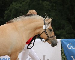 Zuchtstute Kylie (Fjordpferd, 2017, von Bram)