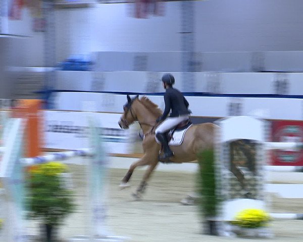 Hallenchampionat Vechta 2015