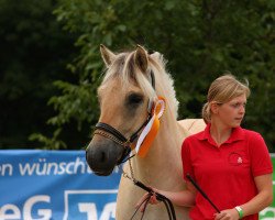 broodmare Felice (Fjord Horse, 2017, from Bram)