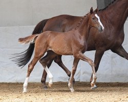 horse Luna Piena B (Bayer, 2020, from Belissimo NRW)