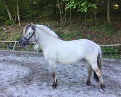 horse Karia (Fjord Horse, 2014, from Ilmar)