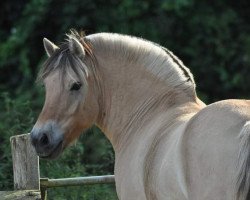 horse Klosterhof's Soleblakken (Fjord Horse, 2011, from Stedjeblakken)