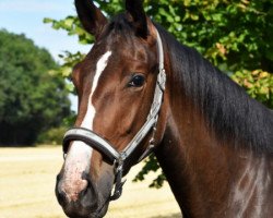 dressage horse Ballett's Bella Rose (Westphalian, 2017, from Ballettmeister)