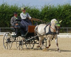 broodmare Sunny 1114 (Fjord Horse, 2008, from Orkus)