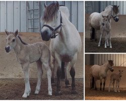 broodmare Felina (Fjord Horse, 2018, from Ilmar)