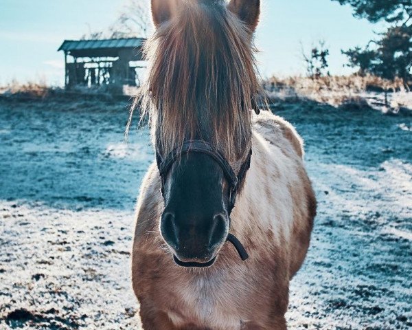 broodmare Samila (Fjord Horse, 2012, from Ilmar)