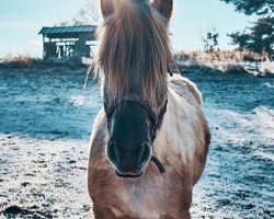 broodmare Samila (Fjord Horse, 2012, from Ilmar)