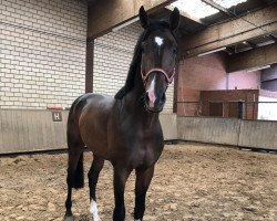 jumper Chaccolensky (Oldenburg show jumper, 2017, from Chacco's Son II)