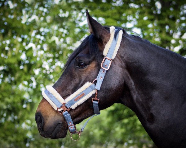 dressage horse Bohemio Z.a. (Oldenburg, 2011, from Bordeaux 28)