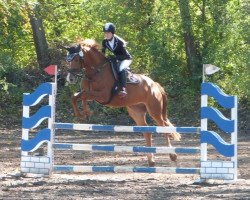 jumper Ronda Venezia U (German Sport Horse, 2014, from Lossow)