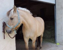 horse Indy (Fjord Horse, 1998, from Ironimus)