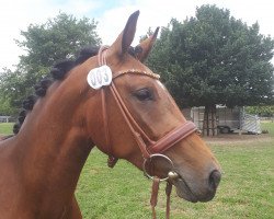 dressage horse Aginjeria (Rheinländer, 2015, from Antango du Feuillard)