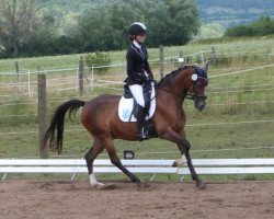 jumper Gründleinshof C'est bon (German Riding Pony, 2008, from Confetti)