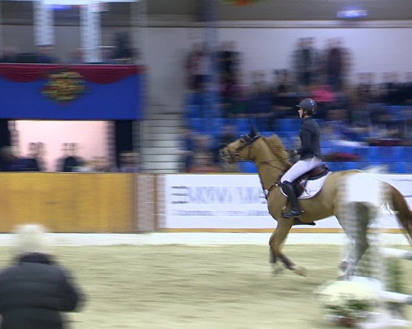 Hallenchampionat Vechta 2015