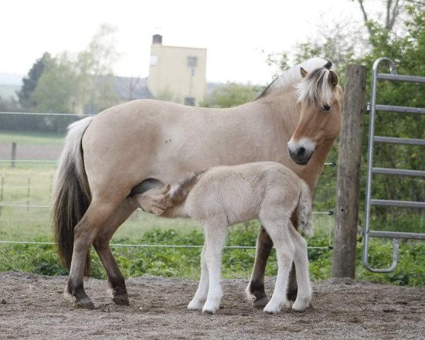 broodmare Desi (Fjord Horse, 2007, from Reinar)