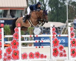 stallion Corrado du Moulin (Holsteiner, 2010, from Berlin)