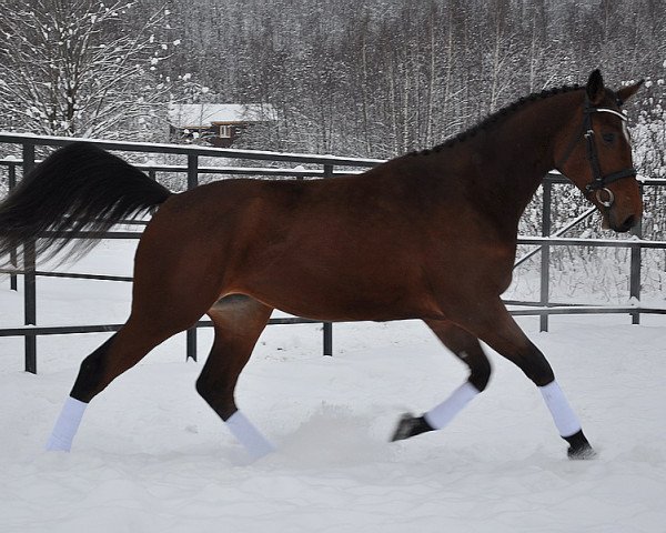 broodmare Cadence (Holsteiner, 2016, from Capito-King)