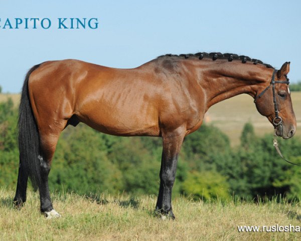 stallion Capito-King (Bavarian, 1993, from Capitol I)