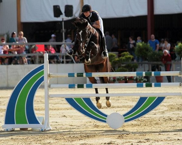 jumper Convertina (Oldenburg show jumper, 2005, from Converter I)