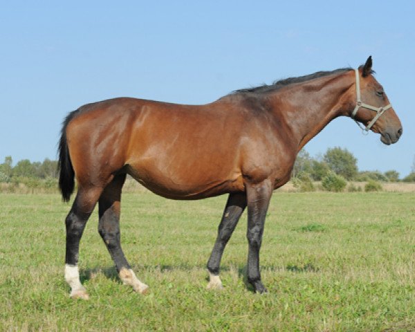 broodmare Osing's Davina (Bavarian, 1995, from Davignon I)