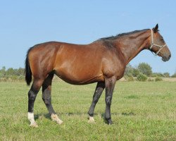 broodmare Osing's Davina (Bavarian, 1995, from Davignon I)