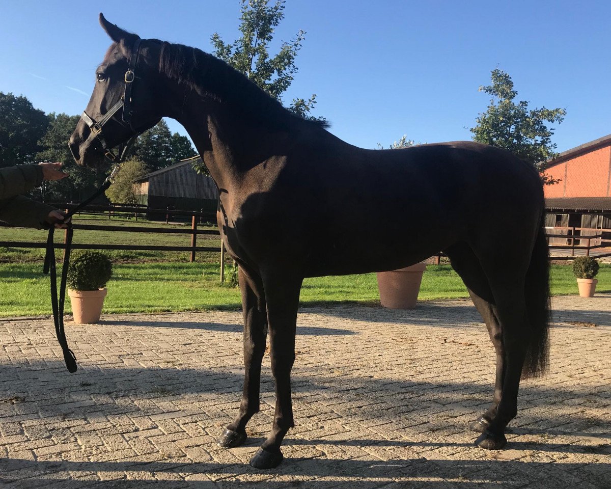 broodmare Lady Bella Birkemose (Oldenburg, 2016, from Bernay)