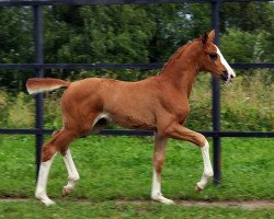 dressage horse Sole Grande (Hanoverian, 2019, from Secret)