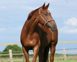 dressage horse Smellerbee (Westphalian, 2006, from Sandro Bedo)