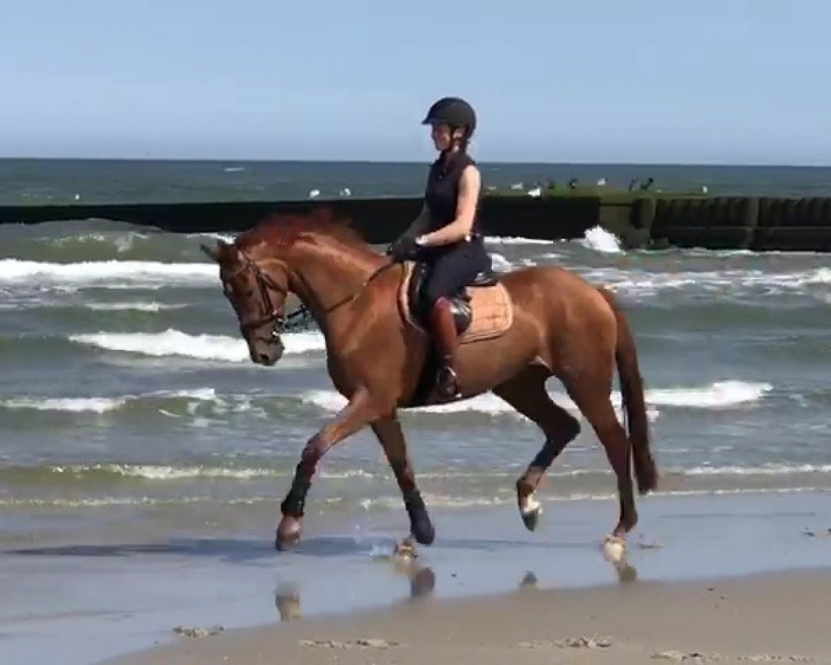 broodmare S'Cada Gold (Westphalian, 2016, from Sir Heinrich OLD)