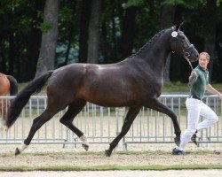 Zuchtstute Gubertha V (KWPN (Niederländisches Warmblut), 2011, von Bodyguard Moorland)