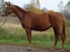 broodmare Hafa (Russian Trakehner, 2005, from Fort Pech)