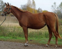 Zuchtstute Hafa (Russisch Trakehner, 2005, von Fort Pech)