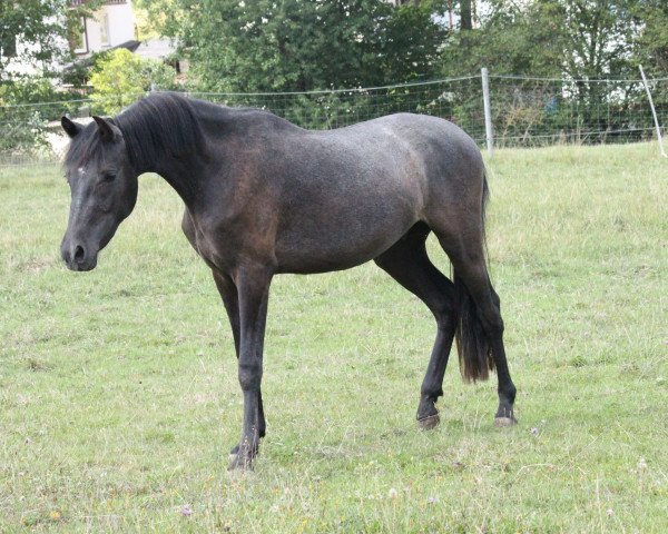 dressage horse Despacito (German Riding Pony, 2017, from D-Day AT)