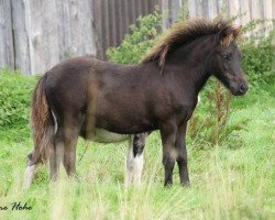 horse Kleiner Prinz (Shetland Pony, 2014, from Karuso of Baltic Sea)