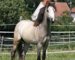 Pferd Edelherz (Deutsches Reitpony,  , von Dörnberg's Erimon II)