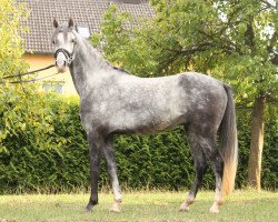 dressage horse Dancing Star (German Riding Pony, 2014, from Dancing Dynamic)