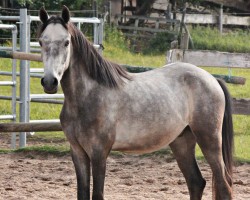 dressage horse Dancing Moonlight (German Riding Pony, 2014, from Dancing Dynamic)